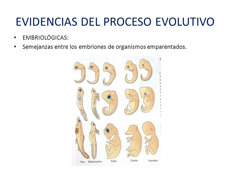 EVIDENCIAS DEL PROCESO EVOLUTIVO EPUB EVIDENCIAS DEL PROCESO EVOLUTIVO EPUB